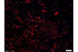 Formalin-fixed and paraffin embedded rabbit meniscuslabeled with Anti-VEGF Polyclonal Antibody, Unconjugated (ABIN674829) followed by conjugation to the secondary antibody and DAPI staining (VEGF anticorps)
