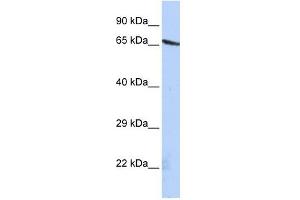 OLFML2A antibody used at 1 ug/ml to detect target protein. (OLFML2A anticorps  (N-Term))