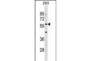 Western blot analysis in 293 cell line lysates (35ug/lane). (IFIT2 anticorps  (AA 307-335))