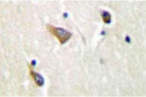Immunohistochemistry (IHC) analyzes of Clusterin-alpha antibody in paraffin-embedded human brain tissue. (Clusterin anticorps)