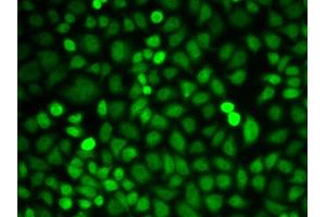 Immunofluorescence analysis of U2OS cell using PCBP2 antibody.