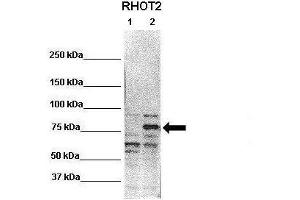 WB Suggested Anti-RHOT2 Antibody  Positive Control: Lane 1: 20ug untransfected HEK293T Lane 2: 20ug RHOT2 transfected HEK293T  Primary Antibody Dilution :  1:1000 Secondary Antibody : Anti-rabbit-HRP  Secondry Antibody Dilution :  1:2000 Submitted by: Jin-Mi Heo (RHOT2 anticorps  (N-Term))