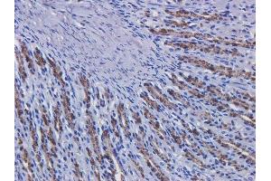 Immunohistochemical staining of rat stomach tissue using anti-EGFR antibody  Matuzumab. (Recombinant EGFR (Matuzumab Biosimilar) anticorps  (Extracellular Domain))