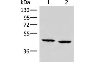 Western blot analysis of PC3 and Hela cell lysates using ZFYVE27 Polyclonal Antibody at dilution of 1:350 (ZFYVE27 anticorps)