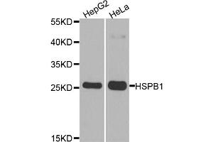Western blot analysis of extracts of various cell lines, using HSPB1 antibody (ABIN5970070) at 1/1000 dilution. (HSP27 anticorps)