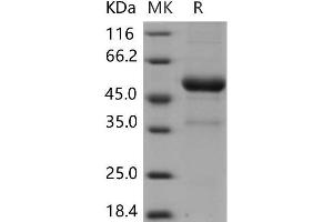 Western Blotting (WB) image for Killer Cell Lectin-Like Receptor Subfamily B Member 1F (KLRB1F) protein (Fc Tag) (ABIN7196700)