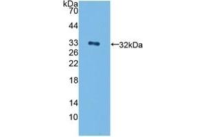 Detection of Recombinant ErbB4, Human using Polyclonal Antibody to Erb-b2 Receptor Tyrosine Kinase 4 (ErbB4) (ERBB4 anticorps  (AA 29-278))