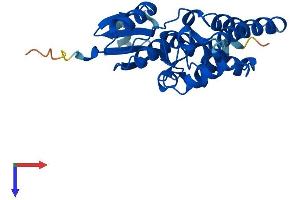 AlphaFold protein structure predicition of Human Recombinant CLIC2 Protein, UniprotID O15247