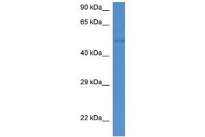 WB Suggested Anti-St6gal2 Antibody Titration: 1. (ST6GAL2 anticorps  (C-Term))