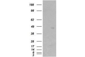 Image no. 2 for anti-Src Kinase Associated Phosphoprotein 2 (SKAP2) (C-Term) antibody (ABIN374180) (SKAP2 anticorps  (C-Term))