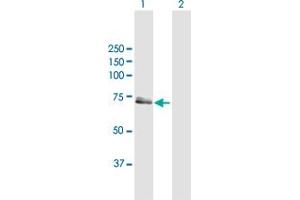 Western Blot analysis of PCK2 expression in transfected 293T cell line by PCK2 MaxPab polyclonal antibody.
