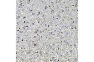 Immunohistochemistry of paraffin-embedded mouse liver using POT1 antibody (ABIN5970699) at dilution of 1/100 (40x lens). (POT1 anticorps)