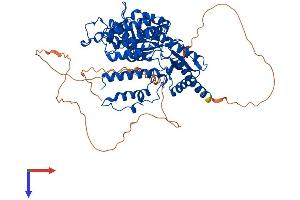 AlphaFold protein structure predicition of Human Recombinant HDC Protein, UniprotID P19113