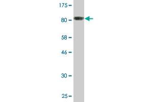 Western Blot detection against Immunogen (80.