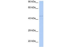 WB Suggested Anti-PAOX Antibody Titration: 0. (PAOX anticorps  (Middle Region))