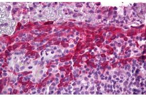 Anti-PTGES antibody IHC staining of human tonsil. (Prostaglandin E Synthase anticorps)
