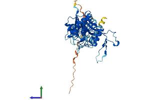 AlphaFold protein structure predicition of Mouse Recombinant Cmas Protein, UniprotID Q99KK2