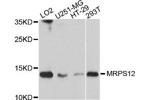 Western blot analysis of extracts of various cell lines, using MRPS12 antibody (ABIN5998256) at 1/1000 dilution.