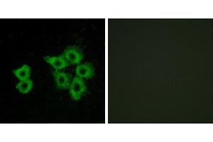 Peptide - +Western blot analysis of extracts from 293 cells, using AGTRL1 antibody. (Apelin Receptor anticorps)