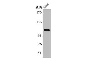 Western Blot analysis of HuvEc cells using TFIIIC110 Polyclonal Antibody