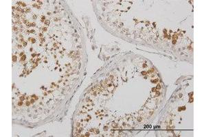 Image no. 1 for anti-Bol, Boule-Like (BOLL) (AA 185-284) antibody (ABIN599301) (BOLL anticorps  (AA 185-284))