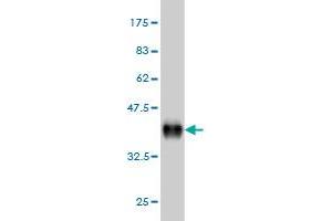 Western Blot detection against Immunogen (36. (FOXA2 anticorps  (AA 363-457))