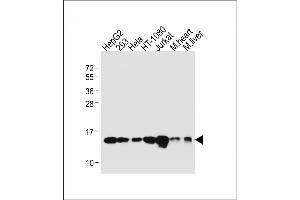 All lanes : Anti-Mouse) Rbx1 Antibody (C-term) at 1:1000 dilution Lane 1: HepG2 whole cell lysate Lane 2: 293 whole cell lysate Lane 3: Hela whole cell lysate Lane 4: HT-1080 whole cell lysate Lane 5: Jurkat whole cell lysate Lane 6: Mouse heart lysate Lane 7: Mouse liver whole cell lysate Lysates/proteins at 20 μg per lane.