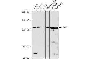 Western blot analysis of extracts of various cell lines, using ST antibody (ABIN7270304) at 1:500 dilution. (STAT2 anticorps  (AA 650-750))