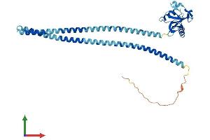 AlphaFold protein structure predicition of Mouse Recombinant Olr1 Protein, UniprotID Q9EQ09