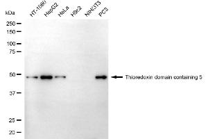 Western blotting analysis using thioredoxin domain containing 5 antibody (ABIN7800542).