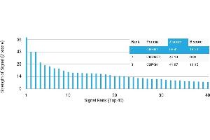 Protein Array (PAr) image for anti-Corticotropin Releasing Hormone Receptor 1 (CRHR1) antibody (ABIN7455996)