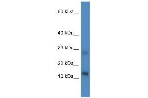 Western Blot showing Lyrm4 antibody used at a concentration of 1.