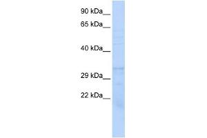 PSMB1 antibody used at 1 ug/ml to detect target protein. (PSMB1 anticorps)