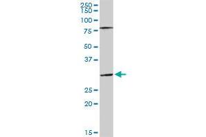 SGTA MaxPab rabbit polyclonal antibody. (SGTA anticorps  (AA 1-313))