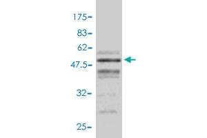 Western Blot detection against Immunogen (48. (VEGFB anticorps  (AA 1-207))