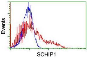 Flow Cytometry (FACS) image for anti-Schwannomin Interacting Protein 1 (SCHIP1) antibody (ABIN1500823)
