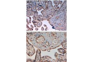 Immunohistochemistry of Rabbit Anti-AuroraB pT232 Antibody.