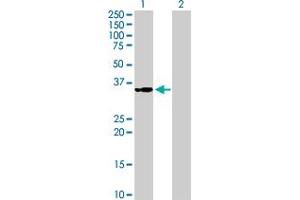 Western Blot analysis of MRPS2 expression in transfected 293T cell line by MRPS2 MaxPab polyclonal antibody. (MRPS2 anticorps  (AA 1-296))
