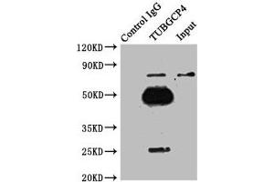 Immunoprecipitating TUBGCP4 in MCF-7 whole cell lysate Lane 1: Rabbit control IgG instead of ABIN7153569 in MCF-7 whole cell lysate. (TUBGCP4 anticorps  (AA 203-309))