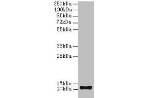 Western blot All lanes: TMEM141 antibody at 2 μg/mL + Hela whole cell lysate Secondary Goat polyclonal to rabbit IgG at 1/10000 dilution Predicted band size: 12 kDa Observed band size: 12 kDa (TMEM141 anticorps  (AA 1-108))