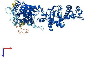 AlphaFold protein structure predicition of Human Recombinant COASY Protein, UniprotID Q13057
