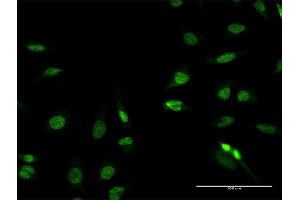 Immunofluorescence of purified MaxPab antibody to RFX2 on HeLa cell. (RFX2 anticorps  (AA 1-723))