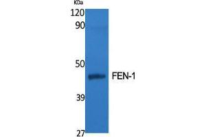 Western Blot (WB) analysis of specific cells using FEN-1 Polyclonal Antibody. (FEN1 anticorps  (Internal Region))