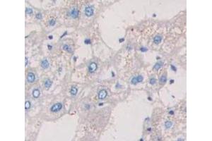 Figure. (CD11b anticorps  (AA 301-451))