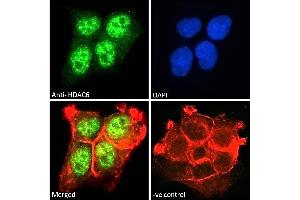 ABIN5539540 Immunofluorescence analysis of paraformaldehyde fixed A431 cells, permeabilized with 0.