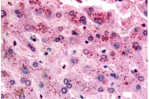 anti-G Protein-Coupled Receptor 153 (GPR153) (C-Term) antibody