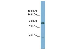anti-Extended Synaptotagmin-Like Protein 3 (ESYT3) (Middle Region) antibody