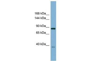 WB Suggested Anti-FAM62C Antibody Titration:  0.