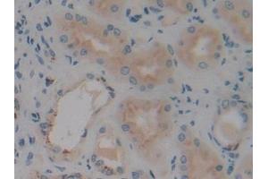 Detection of VNN1 in Human Kidney Tissue using Polyclonal Antibody to Vanin 1 (VNN1)