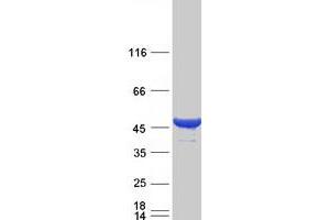 Validation with Western Blot